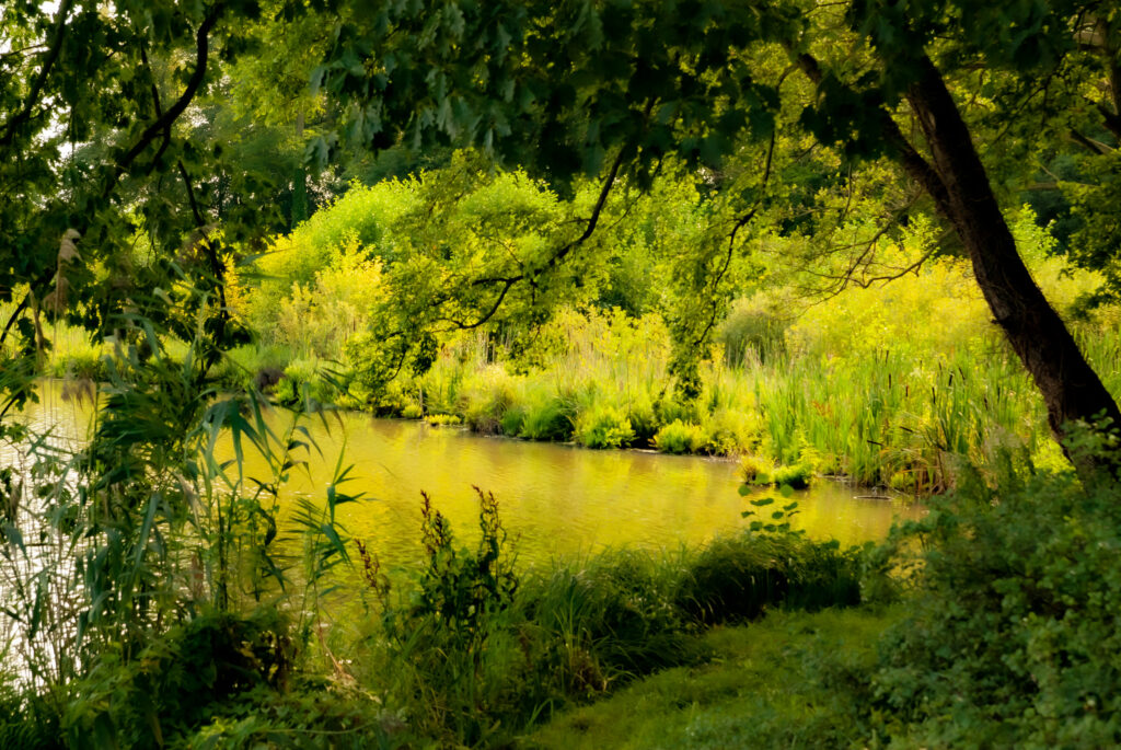 Das Foto könnte eine Zeichnung des Malers Monet sein. In grün-gelben Farben präsentiert sich der sommerliche Haussee mit Bäumen, Sträuchern und hohem Gras.