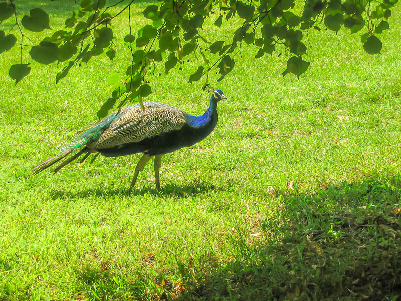 Sveti Naum Pfau