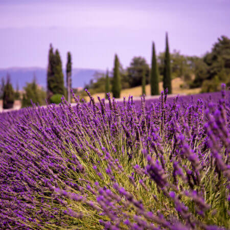 Lila blühender Lavendel, welcher in Reihen aufgereit ein Feld besiedelt. Im Hintergrund stehen Zypressen.
