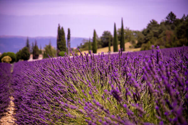 Lavendelfeld in der Provence - Digitale Fotodatei