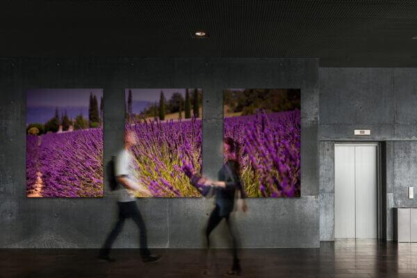 Lila blühender Lavendel in der Provence, welcher in Reihen aufgereit ein Feld besiedelt. Ausgedruckt in drei großen Bilderrahmen.