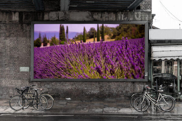 Lila blühender Lavendel, welcher in Reihen aufgereit ein Feld besiedelt. Im Hintergrund stehen Zypressen. Ausgedruckt auf einem riesigen Poster.
