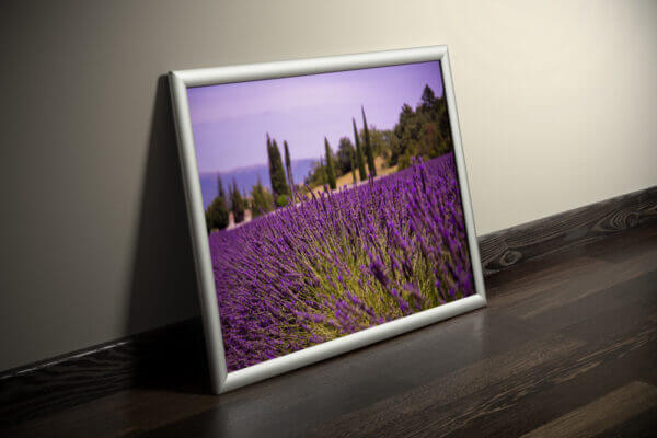 Lila blühender Lavendel, welcher in Reihen aufgereit ein Feld besiedelt. Im Hintergrund stehen Zypressen. Ausgedruckt in einem Bilderrahmen.