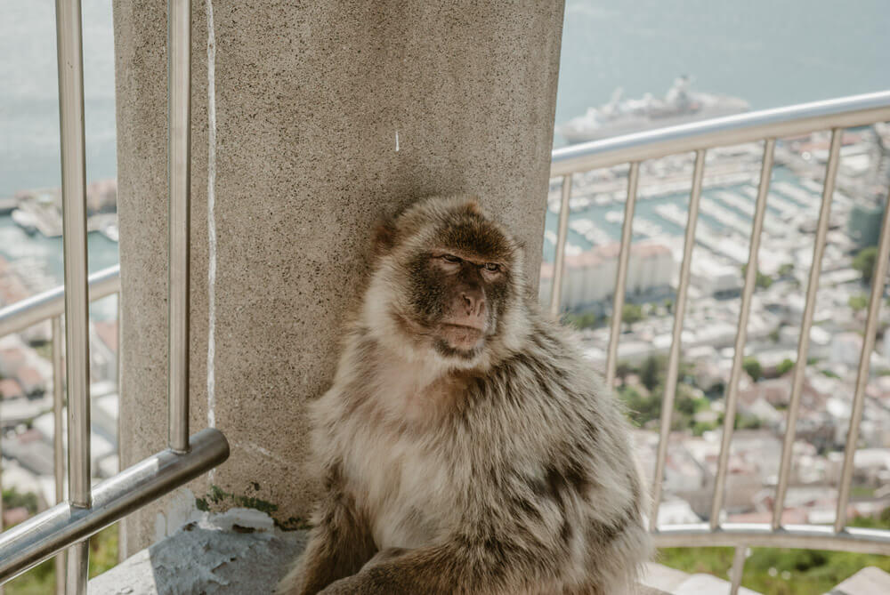 Berberaffe auf dem Felsen von Gibraltar