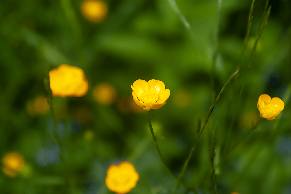 Scharfer Hahnenfuß - gelb bühende Wiesenpflanze.